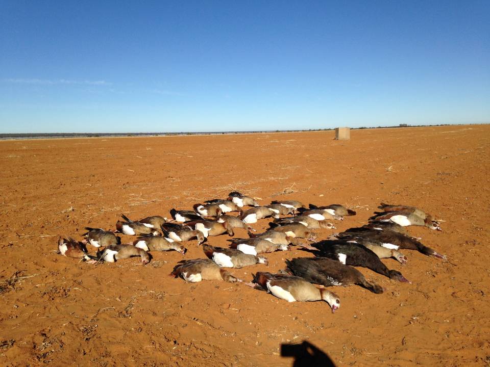 Mixed bag goose hunting in Africa.jpg